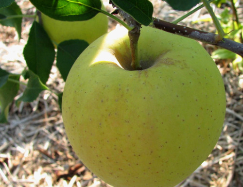 Titel van een image box